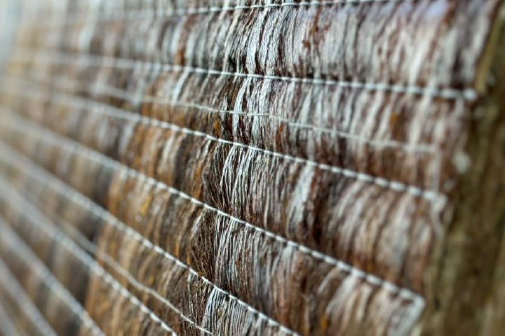 Shuro-Ura(trachycarpus back)